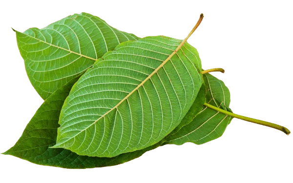 Green kratom leaves
