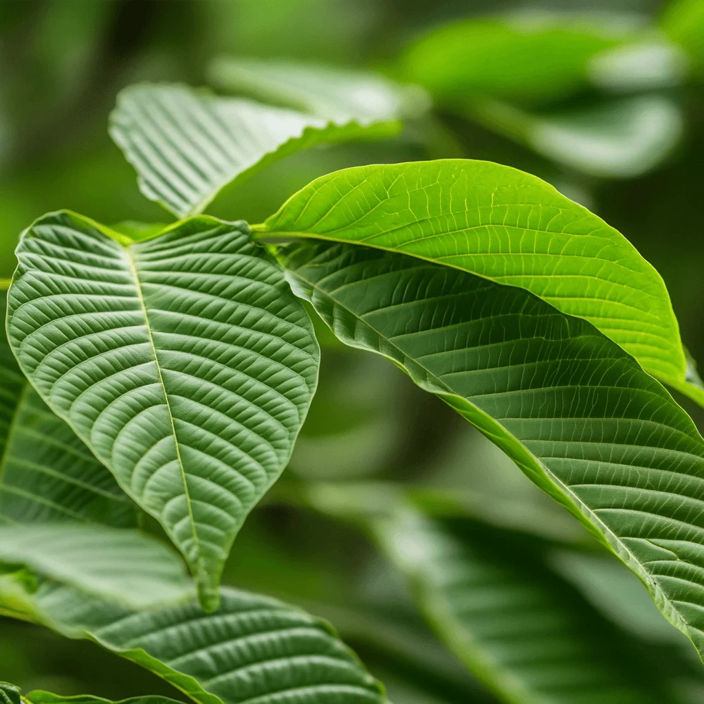 Kratom shipped from Europe