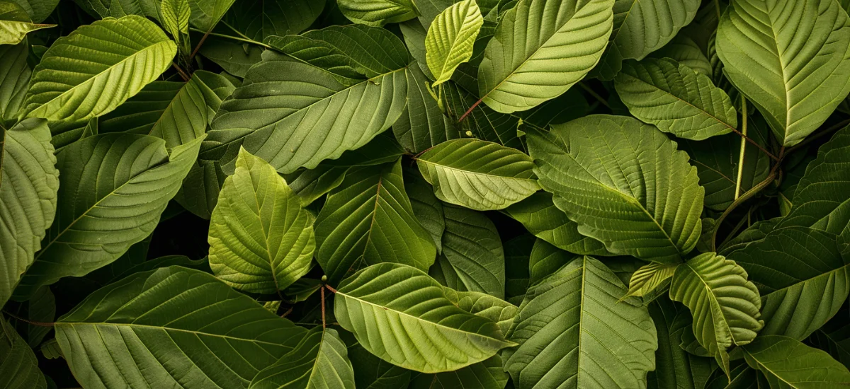 Detail čerstvých zelených listů kratomu