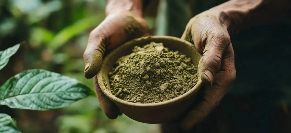 Hands holding a bowl of kratom powder
