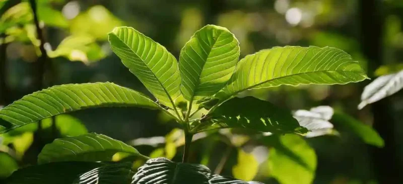 Planta joven de kratom creciendo en el bosque