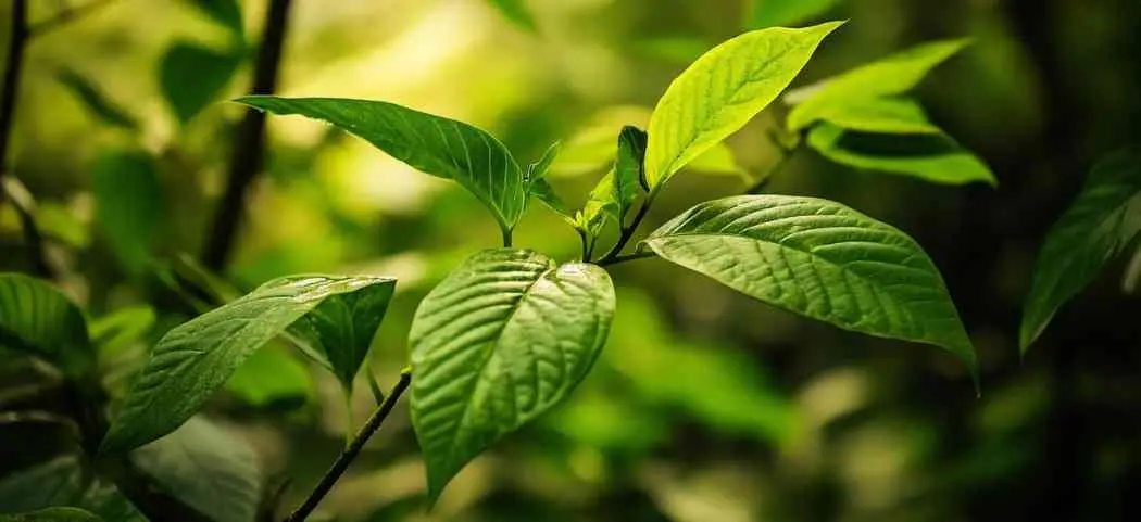 Fresh kratom leaves on a branch